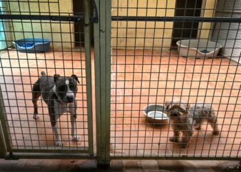 Francia prohíbe la venta de perros y gatos en tiendas de animales al aprobar un proyecto de ley contra el maltrato animal