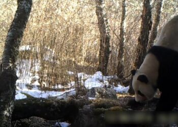 (VIDEO) Graban a un panda gigante mientras come carroña en una reserva natural china