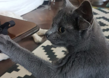 Una gatita con cuatro orejas encuentra hogar y conquista Instagram