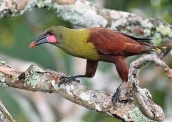 Estudio sugiere que las aves del Amazonas han transformado su estructura corporal debido al cambio climático