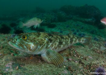 Descubren que un pez que habita en aguas del Pacífico y cuenta con más de 500 dientes, puede mudar 20 dientes cada día