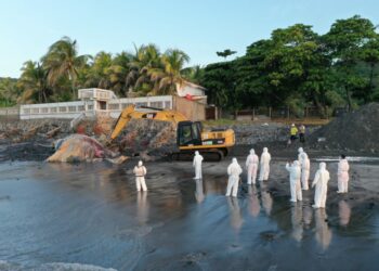 Instituciones gubernamentales entierran ballena fallecida encontrada en playa Las Flores