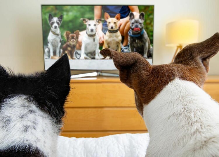 El canal DogTV, creado especialmente para perros, comenzará a transmitir en el Reino Unido