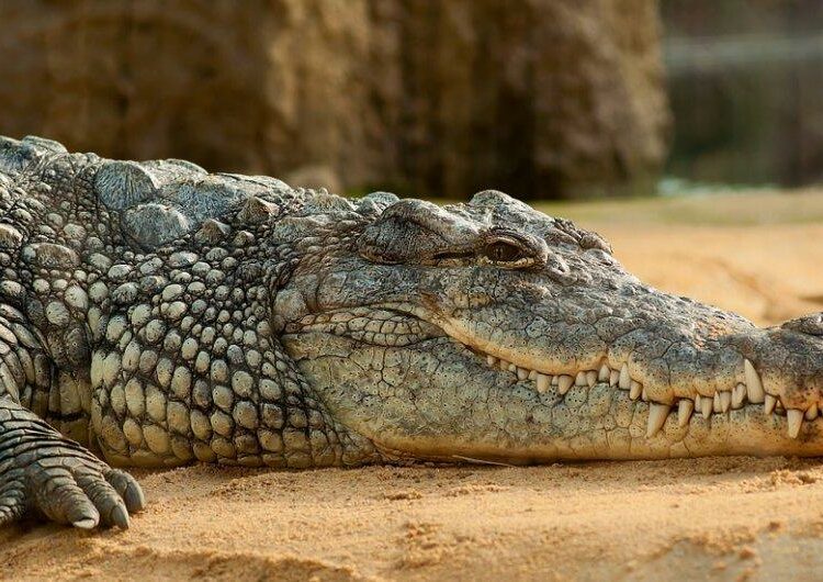 Un turista posa junto a un cocodrilo de 4 metros pensando que es de plástico y acaba en el hospital