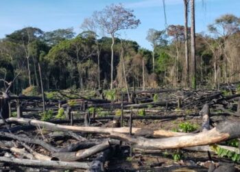 Cumbre COP26: Líderes mundiales se comprometen a frenar la deforestación