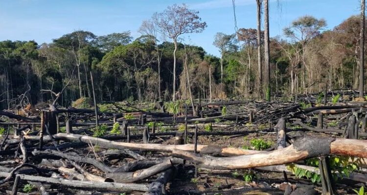 Cumbre COP26: Líderes mundiales se comprometen a frenar la deforestación