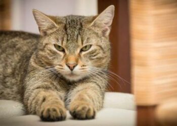 Científicos concluyen que «todos los gatos domésticos» presentan rasgos psicópatas