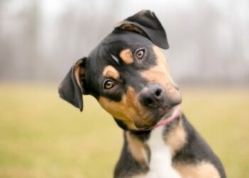 Científicos descubren por qué muchos perros ladean la cabeza cuando escuchan a su amo