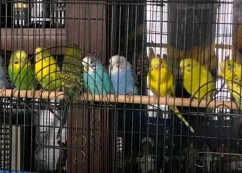 Un grupo de rescate de animales recibe más de 800 periquitos que vivían hacinados y enfermos