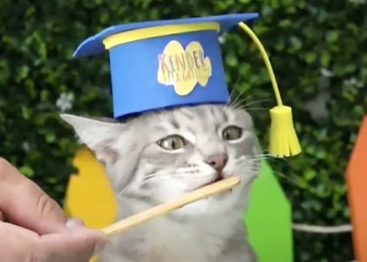 (VIDEO) Así es el primer kínder para gatos en Ecuador