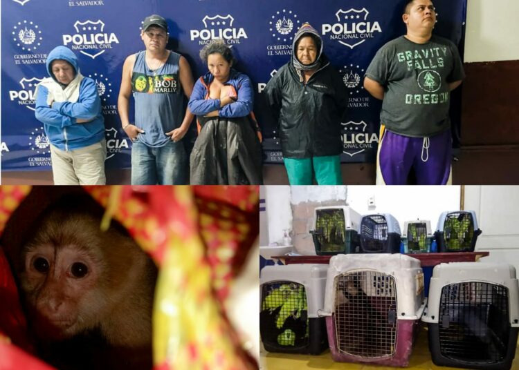 Capturan a sujetos que transportaban 88 animales en peligro de extinción