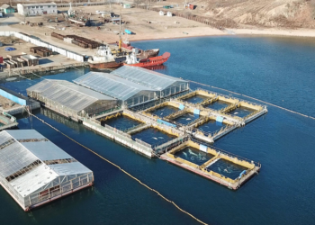 Tras una fuerte presión, Rusia desmanteló la “cárcel de ballenas” que mantenía cientos de animales hacinados