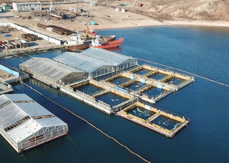 Tras una fuerte presión, Rusia desmanteló la “cárcel de ballenas” que mantenía cientos de animales hacinados