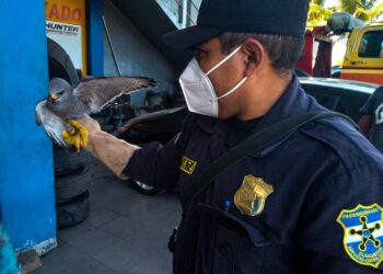 PNC rescata a Gavilán en el km 33 de la carretera Panamericana en Cojutepeque, Cuscatlán