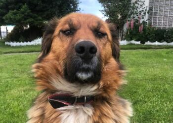 La mascota del presidente electo de Chile causa furor en las redes