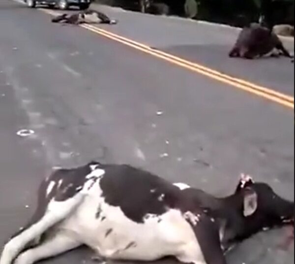 Ocho vacas mueren tras ser embestidas por un autobús de la ruta 475 en La Unión