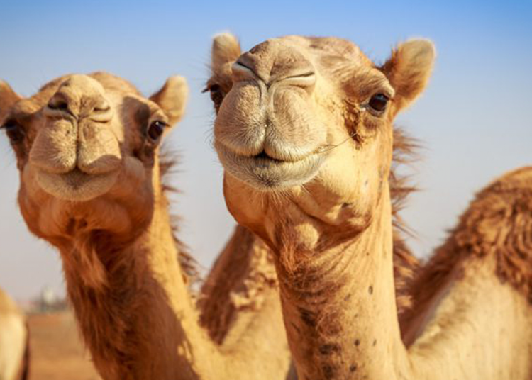 Excluyen a decenas de camellos de un ‘concurso de belleza’ porque los sometieron a estiramientos faciales y a botox