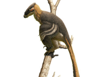 Descubren una nueva especie de dinosaurio depredador