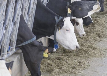 Un granjero indio intenta denunciar a sus vacas por no dar leche