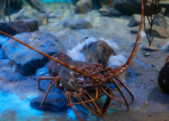 (VIDEO) Un bloguero adopta una langosta de supermercado como mascota y se hace famoso en YouTube