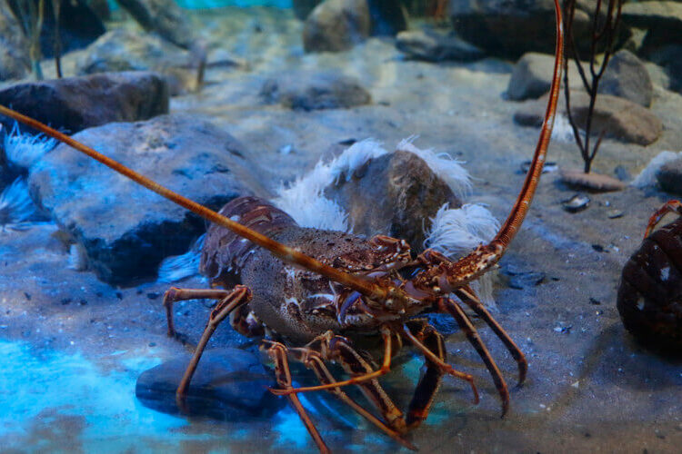 (VIDEO) Un bloguero adopta una langosta de supermercado como mascota y se hace famoso en YouTube