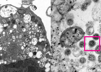 Científicos ‘retratan’ la variante ómicron de coronavirus