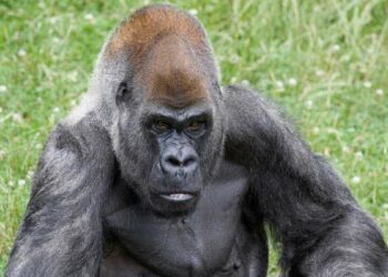 Ozzie, el gorila macho más viejo del mundo, muere a los 61 años en un zoológico de Estados Unidos