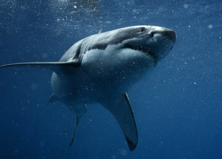 (VIDEO) Captan en México a un enorme tiburón blanco con una gran dentellada a lo largo de su costado