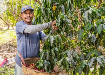 Asamblea aprueba ley transitoria que suspende embargos por créditos contra caficultores