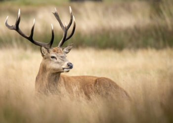 (VIDEO) Un cazador se convierte en presa de un ciervo, que lo embiste y le destroza un ojo