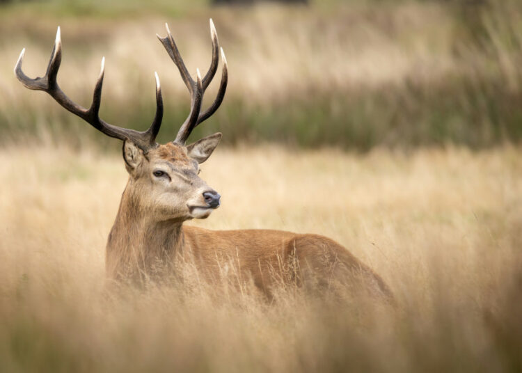 (VIDEO) Un cazador se convierte en presa de un ciervo, que lo embiste y le destroza un ojo
