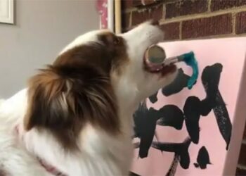 ¡Todo un artista! Mujer gana 18 mil euros vendiendo obras de arte pintadas por su perro