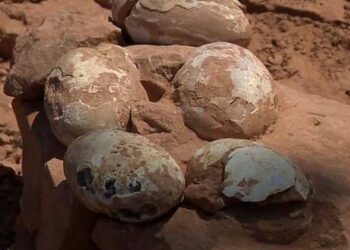 Descubren en Brasil cinco huevos fosilizados de una especie «desconocida» de dinosaurio carnívoro que vivió hace más de 60 millones de años