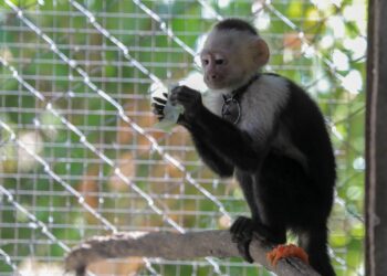 Rescatan a un mono carablanca que se encontraba en cautiverio en un negocio al oriente del país