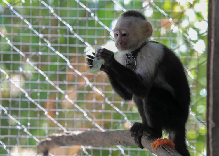 Rescatan a un mono carablanca que se encontraba en cautiverio en un negocio al oriente del país