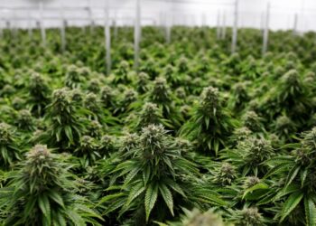 Congreso de Costa Rica legaliza el cannabis medicinal y el cáñamo