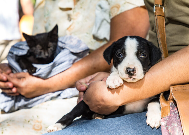 Maltrato animal no será tolerado y sería duramente castigado con la nueva Ley de Bienestar Animal