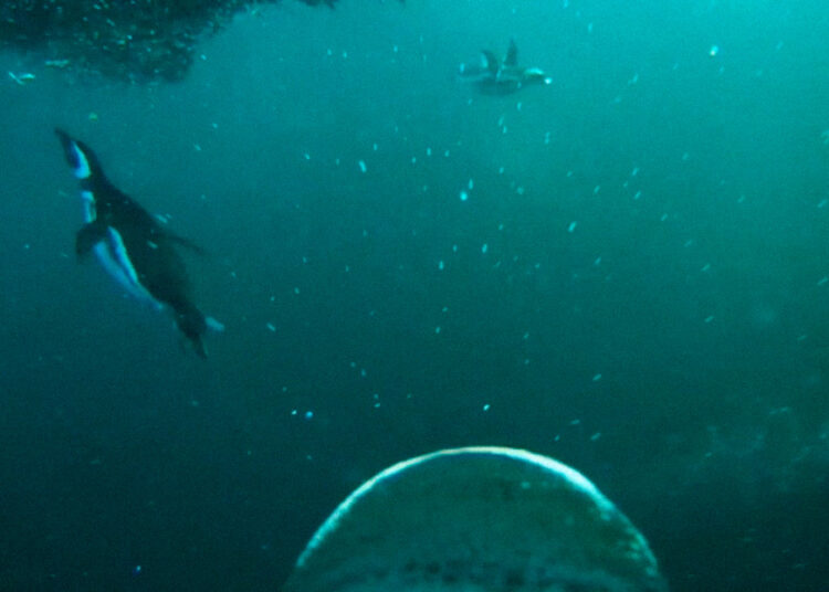 (VIDEO) Colocan una cámara en un pingüino y captan la forma cómo se alimenta en aguas de Argentina