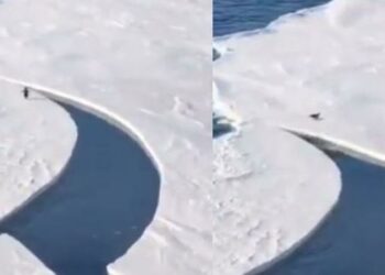 (VIDEO) Un pingüino que casi queda aislado de su grupo por una grieta de hielo y logra más de 3 millones de visitas en una semana