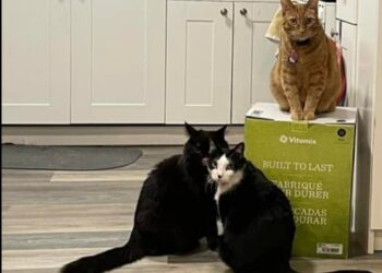 Tres gatos toman de ‘rehén’ una licuadora y sus dueñas no pueden desempacarla desde hace semanas