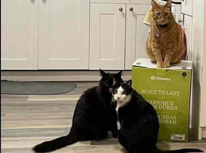 Tres gatos toman de ‘rehén’ una licuadora y sus dueñas no pueden desempacarla desde hace semanas