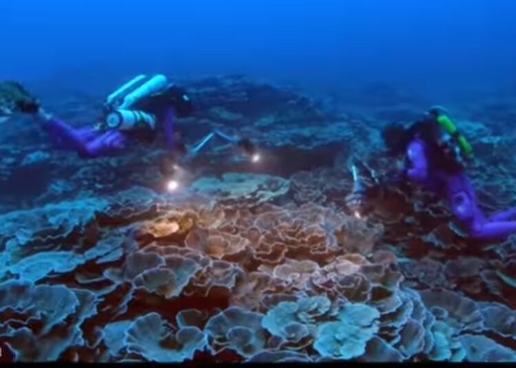 (VIDEO) Descubren «uno de los arrecifes de coral más grandes del mundo» en la «zona crepuscular» del océano