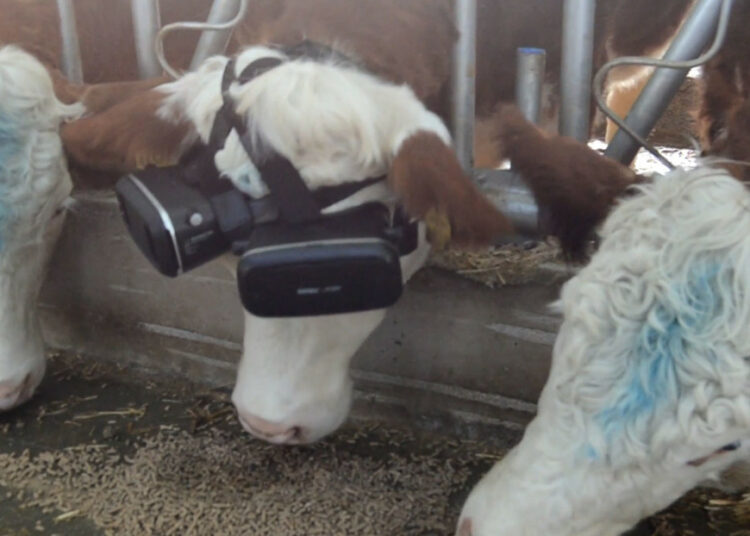 (VIDEO) Un granjero les coloca anteojos de realidad virtual a sus vacas y consigue aumentar la producción de leche