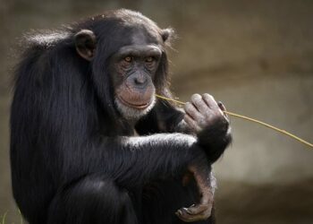 Descubren que los chimpancés adquieren comportamientos culturales más parecidos a los humanos de lo que se creía