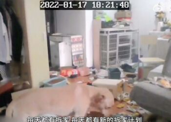 (VIDEO) Su perro le destroza la casa mientras cumple con una cuarentena de dos semanas en otro lugar