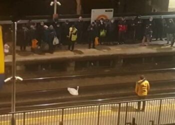 (VIDEOS) Un cisne en las vías del tren suburbano de Londres paraliza el servicio durante casi dos horas