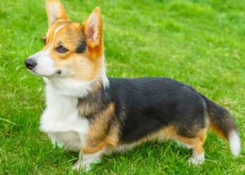 Un taxista de Moscú interrumpe su viaje con una pasajera para socorrer a un perro atropellado y llevarlo gratis hasta el veterinario