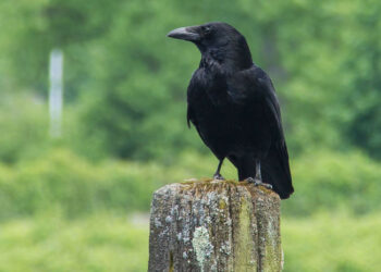 Una empresa de limpieza sueca entrena a cuervos para recoger colillas de las calles y cambiarlas por comida
