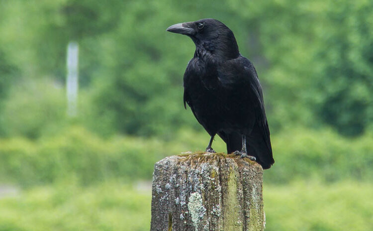 Una empresa de limpieza sueca entrena a cuervos para recoger colillas de las calles y cambiarlas por comida