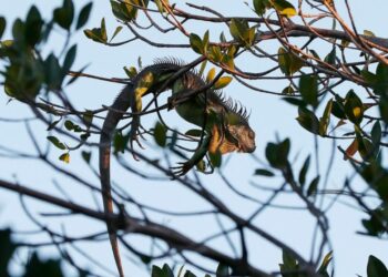 Una ola de frío azota Florida provocando que las iguanas se congelen y caigan de los árboles